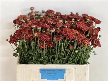 Chrysanthemum (Indicum Grp) tros 'Wendy Rood'