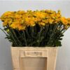 Chrysanthemum (Indicum Grp) tros 'Littleton Yellow'