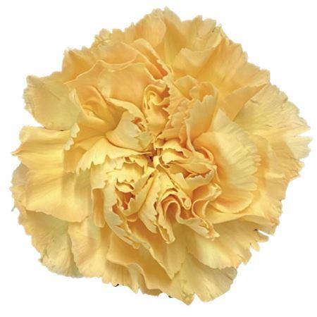 Dianthus standaard Mustard