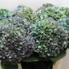 Hydrangea macrophylla 'Pimpernel' (classic)