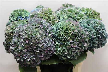 Hydrangea macrophylla 'Pimpernel' (classic)