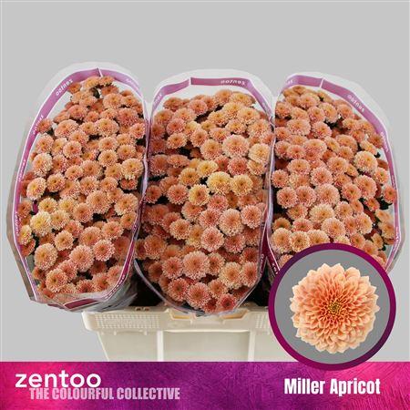 Chrysanthemum (Indicum Grp) spray santini Miller Apricot
