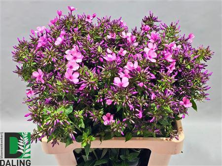 Phlox (Paniculata Grp) overig