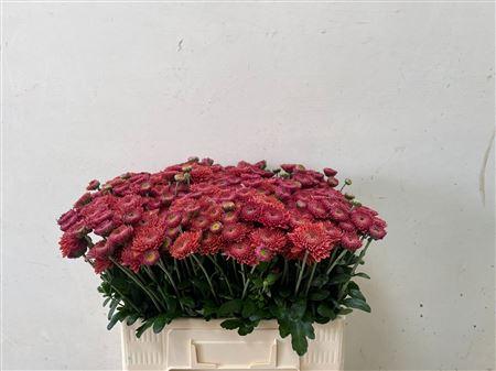 Chrysanthemum (Indicum Grp) tros 'Blenda Red'