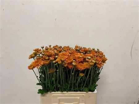 Chrysanthemum (Indicum Grp) tros 'Littleton'