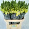 Antirrhinum majus 'Opus Yellow'