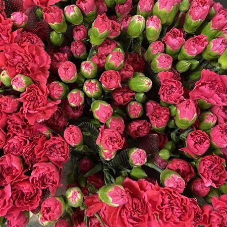 Dianthus tros Pigeon