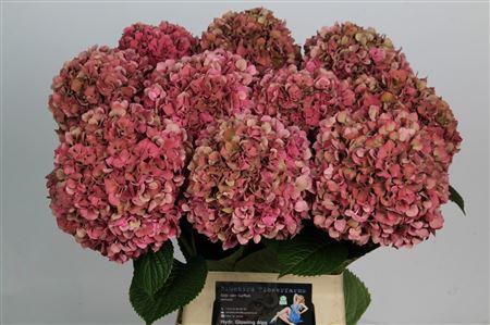 Hydrangea macrophylla Glowing Alps (classic)
