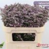 Limonium Safora Oshi Pink
