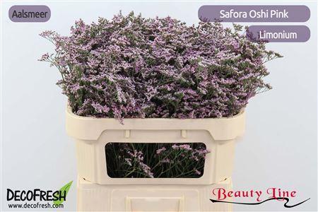 Limonium Safora Oshi Pink