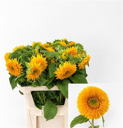 Helianthus annuus 'Teddy Bear'