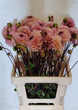 Dahlia (Decorative Grp) 'Wine Eyed Jill'