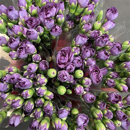 Dianthus tros Knight