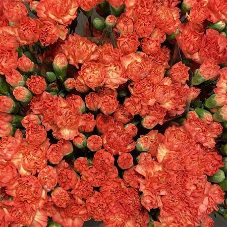Dianthus tros Uchuva