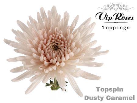 Chrysanthemum (Indicum Grp) geplozen kleurbehandeld H%