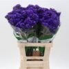 Limonium sinuatum overig