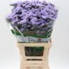Limonium sinuatum 'Blue Birds'