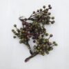 Ilex Bær Grøn/Brun 20 Stk 19 cm