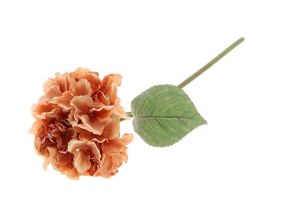 Hydrangea / Silkeblomst