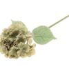 Hydrangea / Silkeblomst