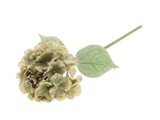 Hydrangea / Silkeblomst