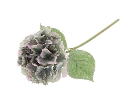Hydrangea /Silkeblomst