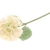 Hydrangea /Silkeblomst