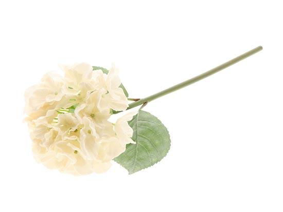 Hydrangea /Silkeblomst