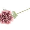 Hydrangea /Silkeblomst