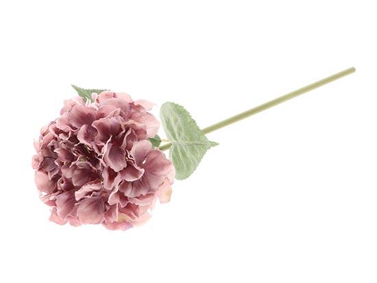 Hydrangea /Silkeblomst