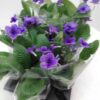 Streptocarpus Streptonova Blue Eyes