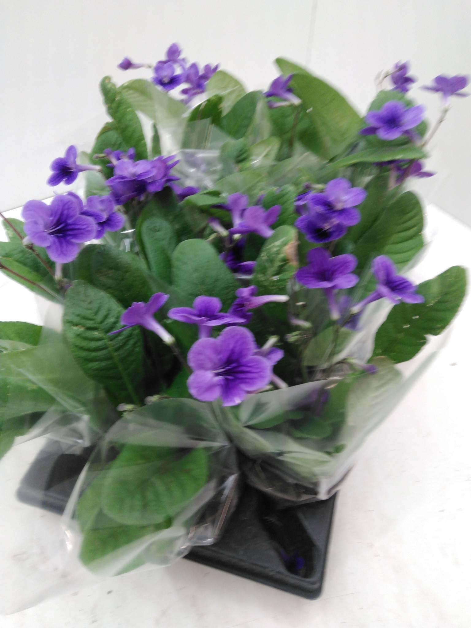 Streptocarpus Streptonova Blue Eyes