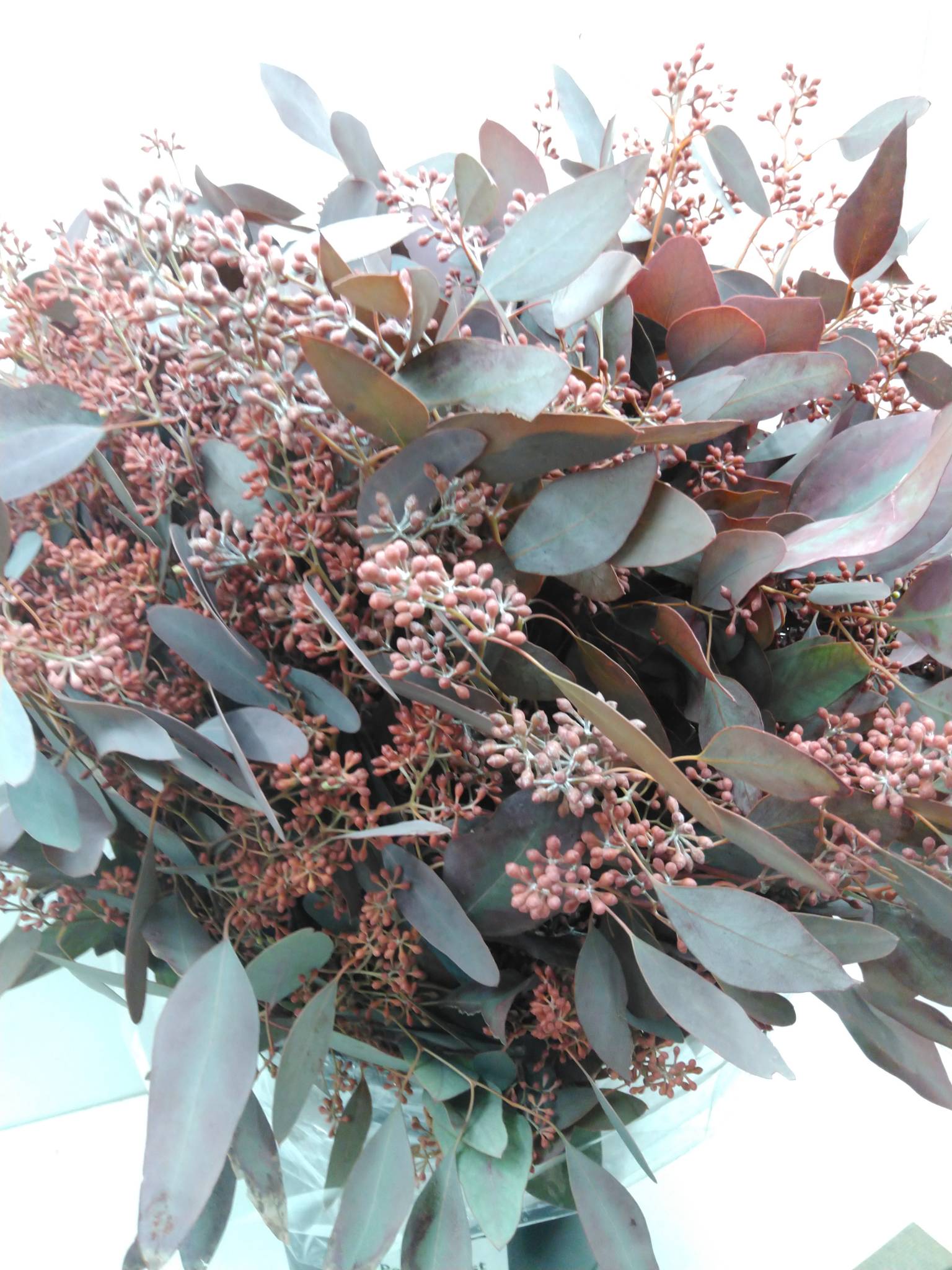 Eucalyptus Popolus m. bær Rød Pr. Bdt.