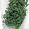 Peperomia obtusifolia 'Green Gold'