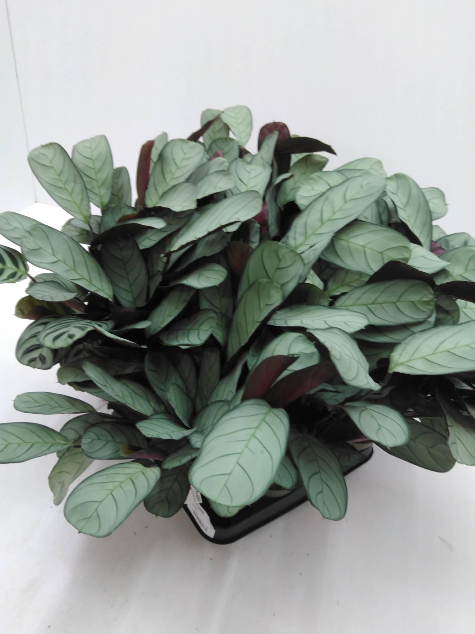 Calathea Flamestar
