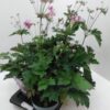 Anemone hupehensis Fantasy gemengd