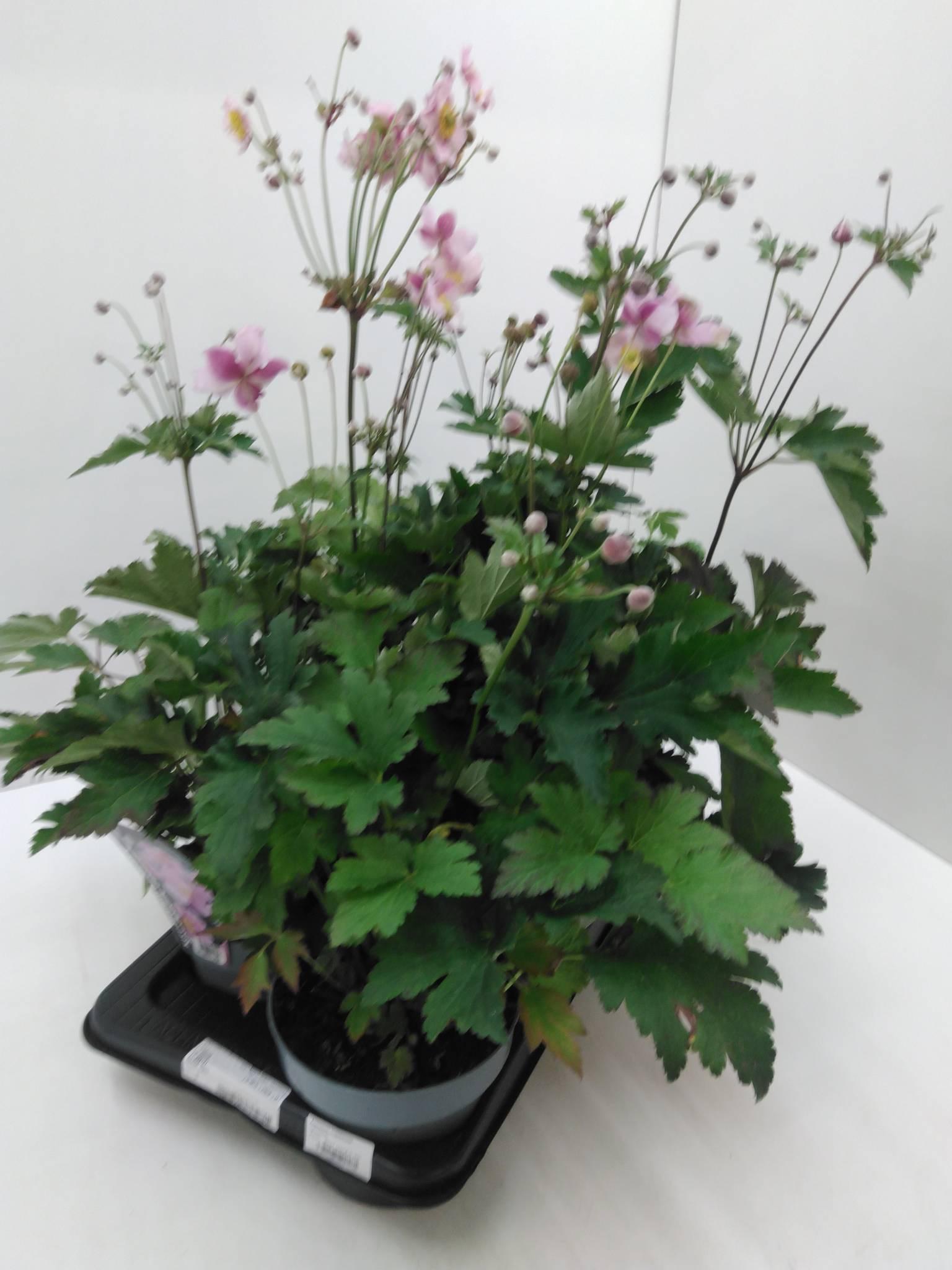 Anemone hupehensis Fantasy gemengd