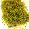 Muehlenbeckia Complexa