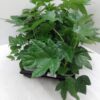 Fatsia japonica overig
