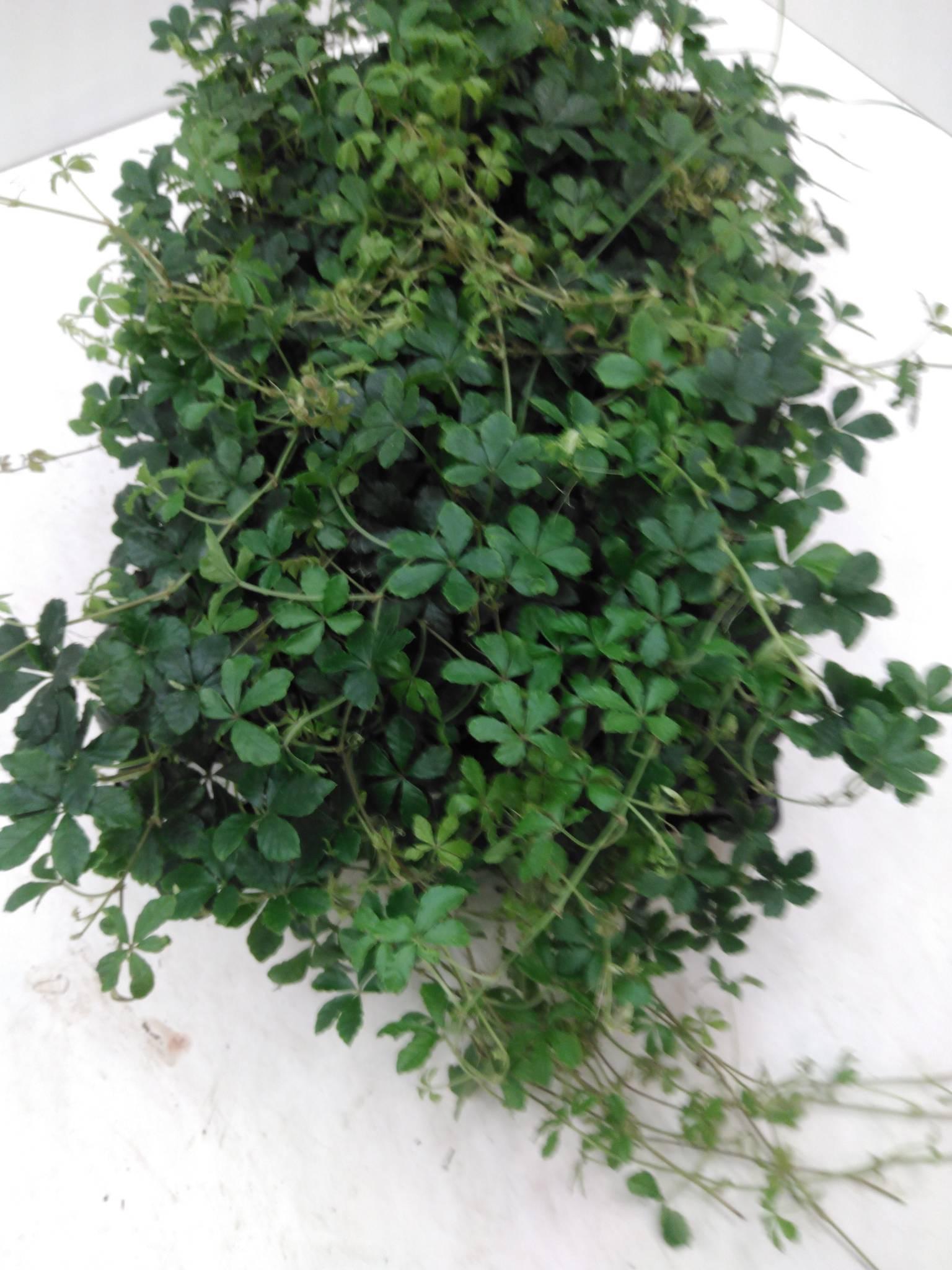 Cissus Striata
