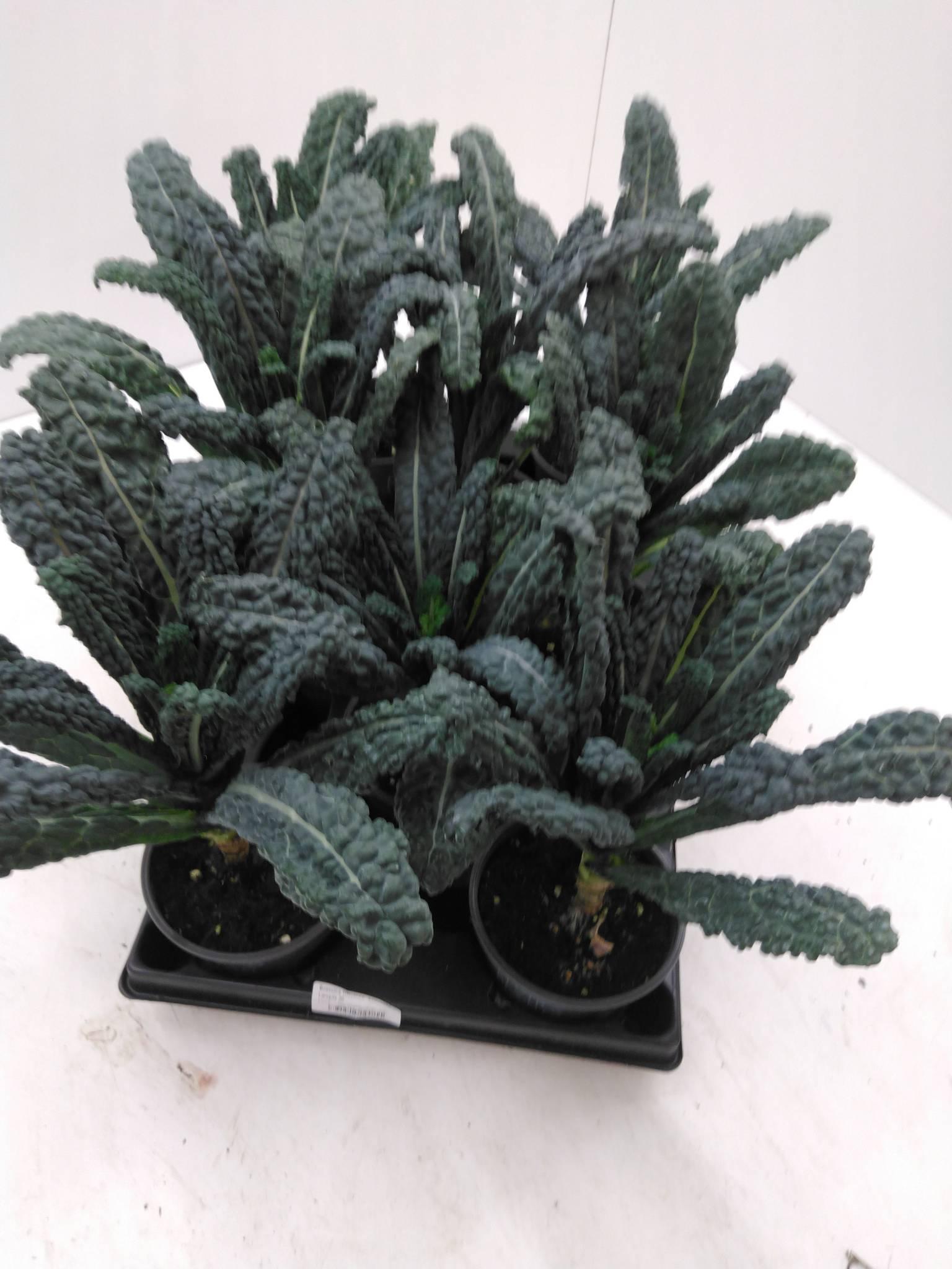 Groenteplanten Brassica oleracea (kool)