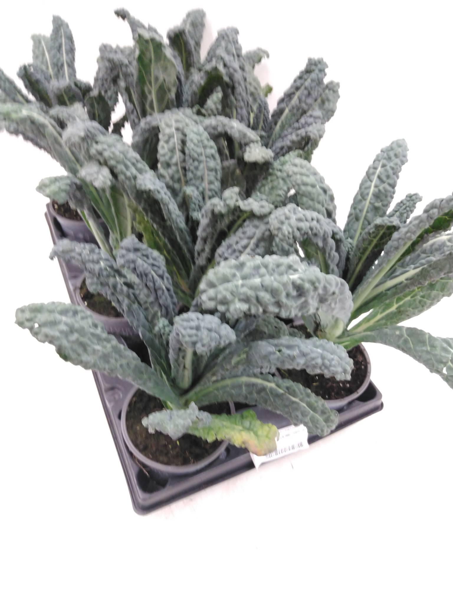 Groenteplanten Brassica oleracea (kool)