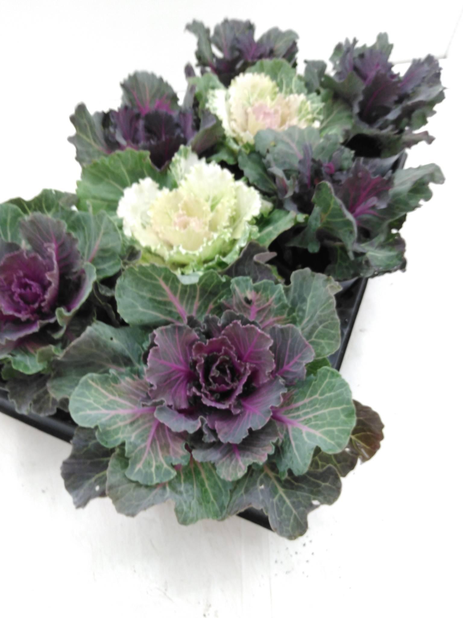 Brassica oleracea (sierkool)