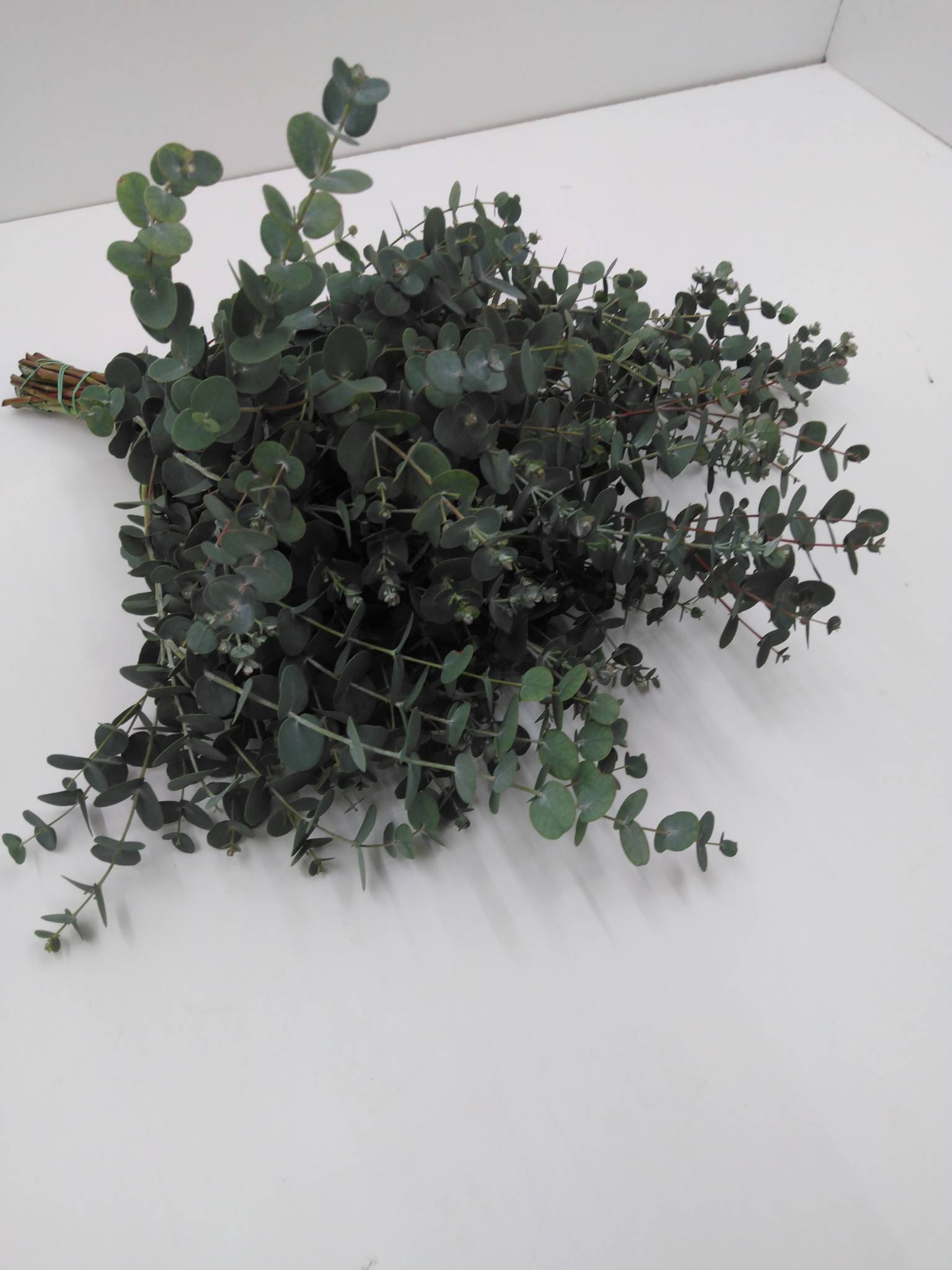 Eucalyptus Gunni Pr. Bdt