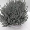 Calluna Vulgaris diverse