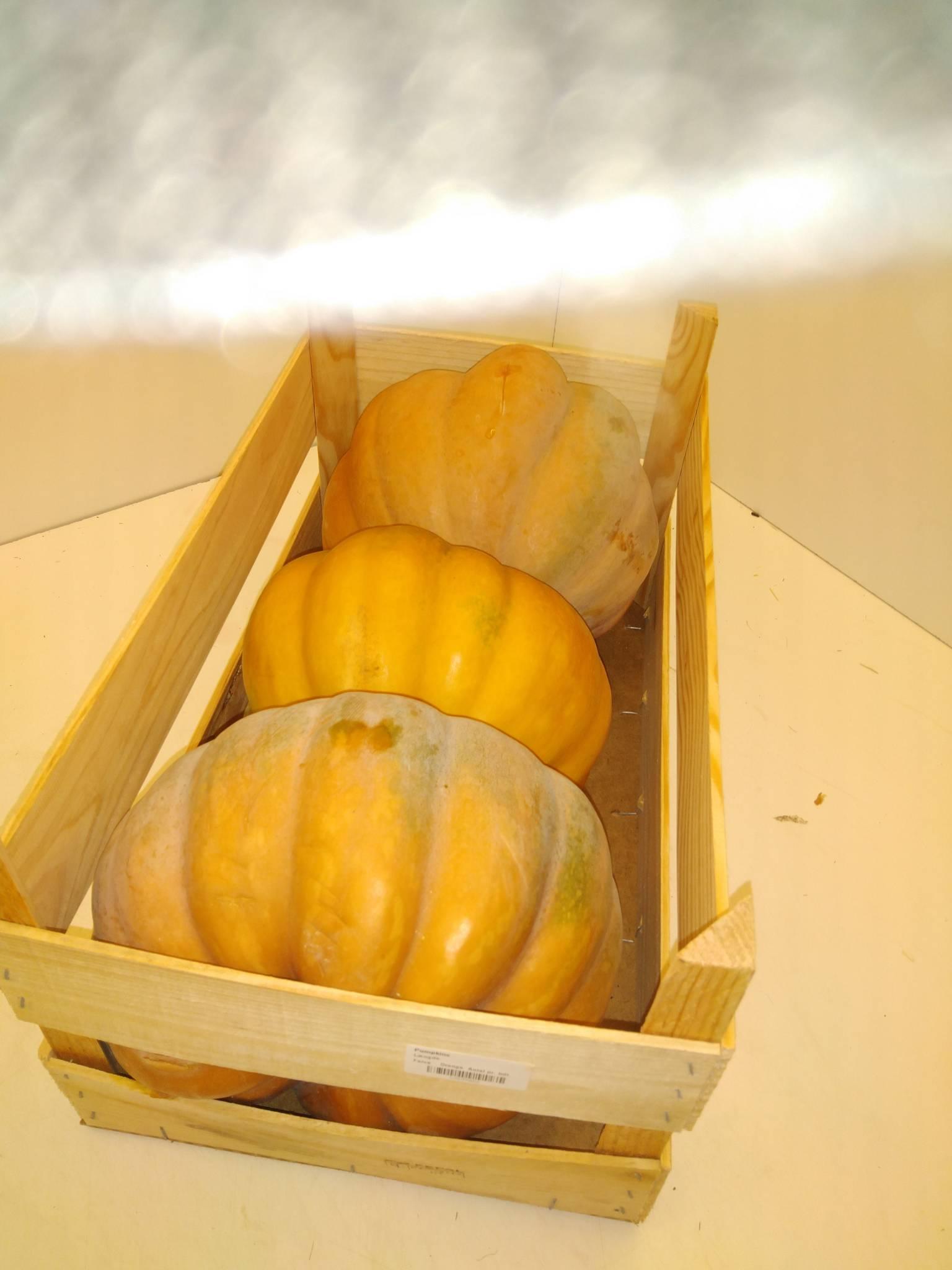 Cucurbita