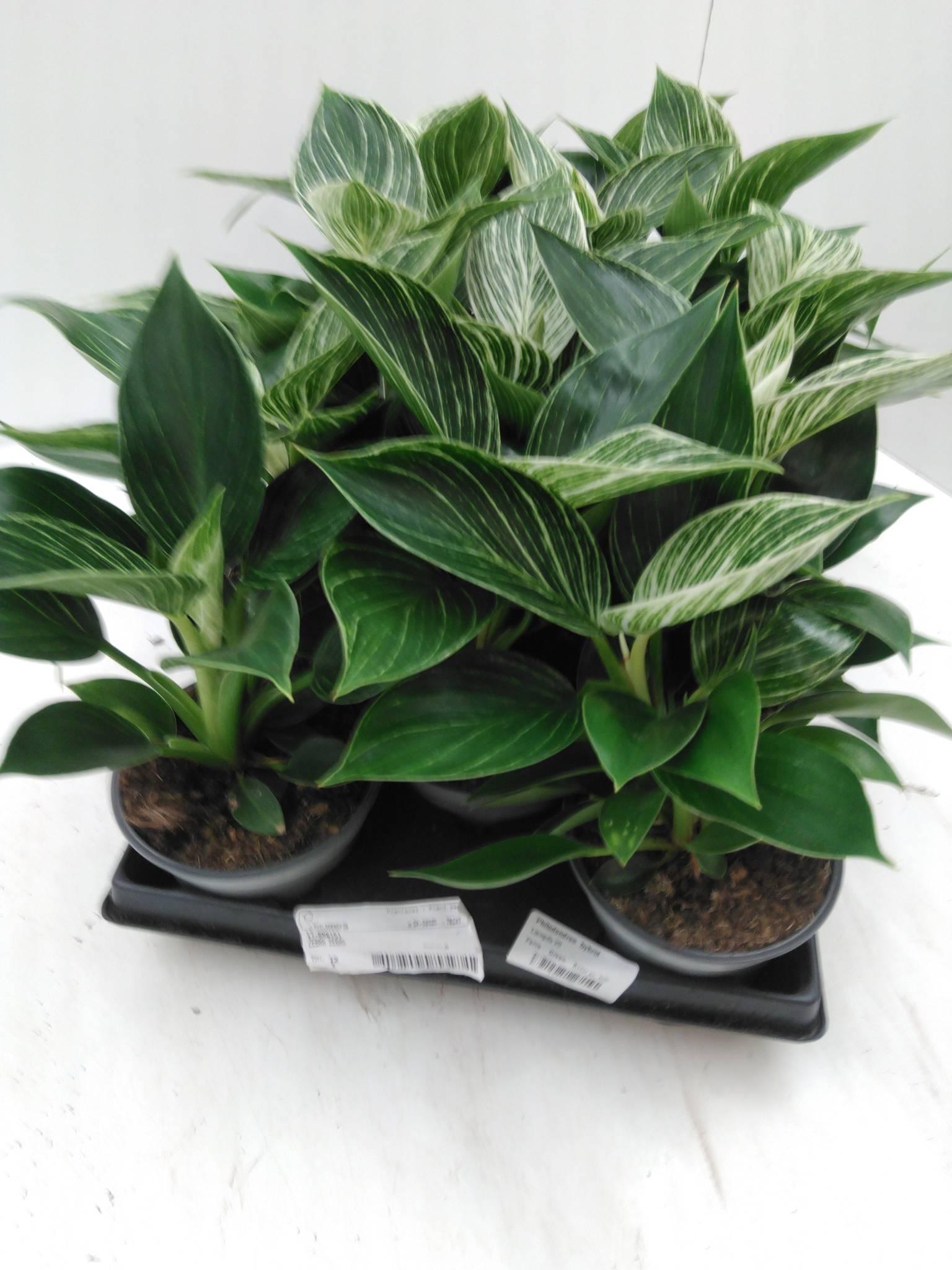 Philodendron 'Sunlight'