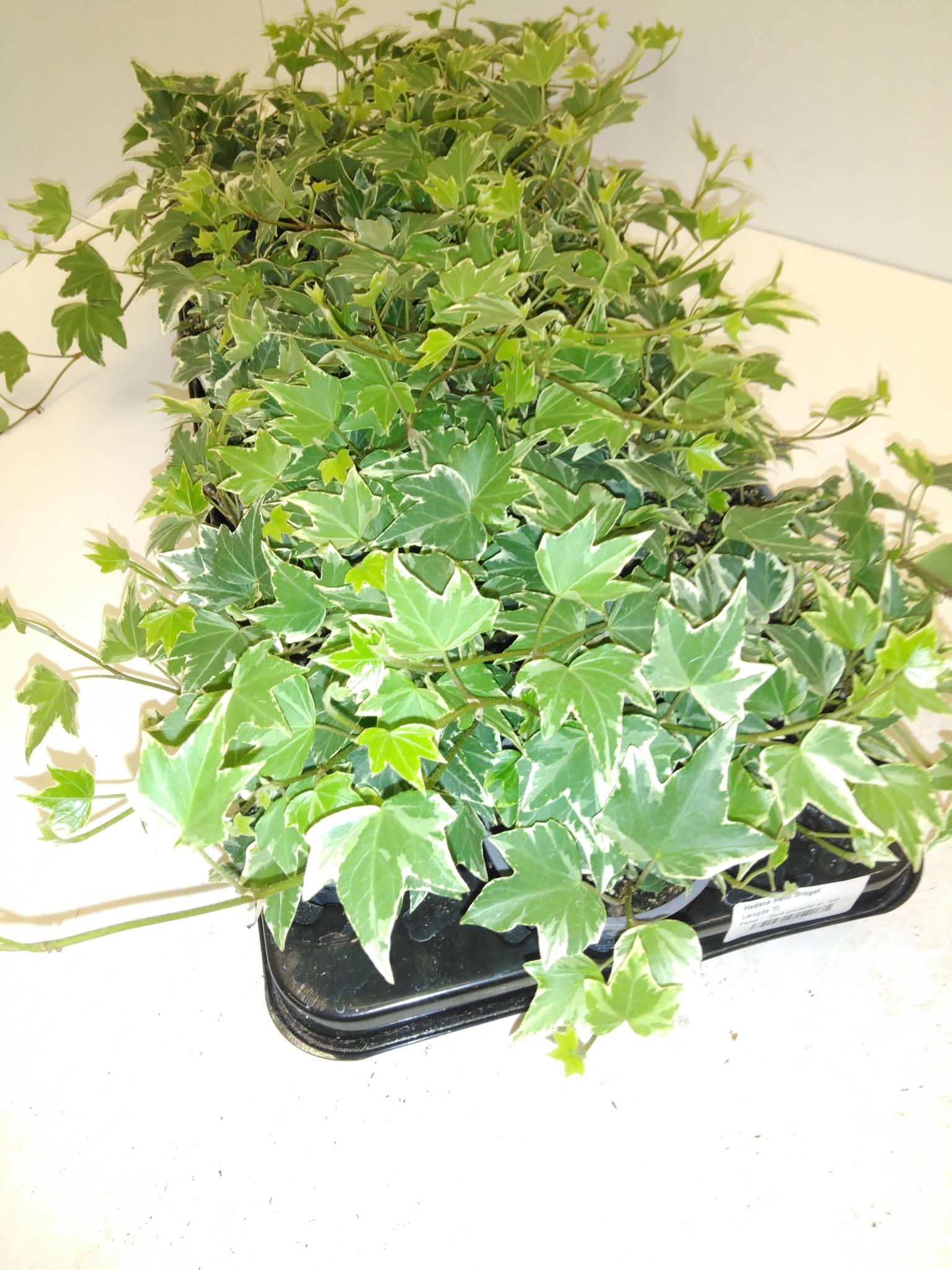 Hedera Helix 'green