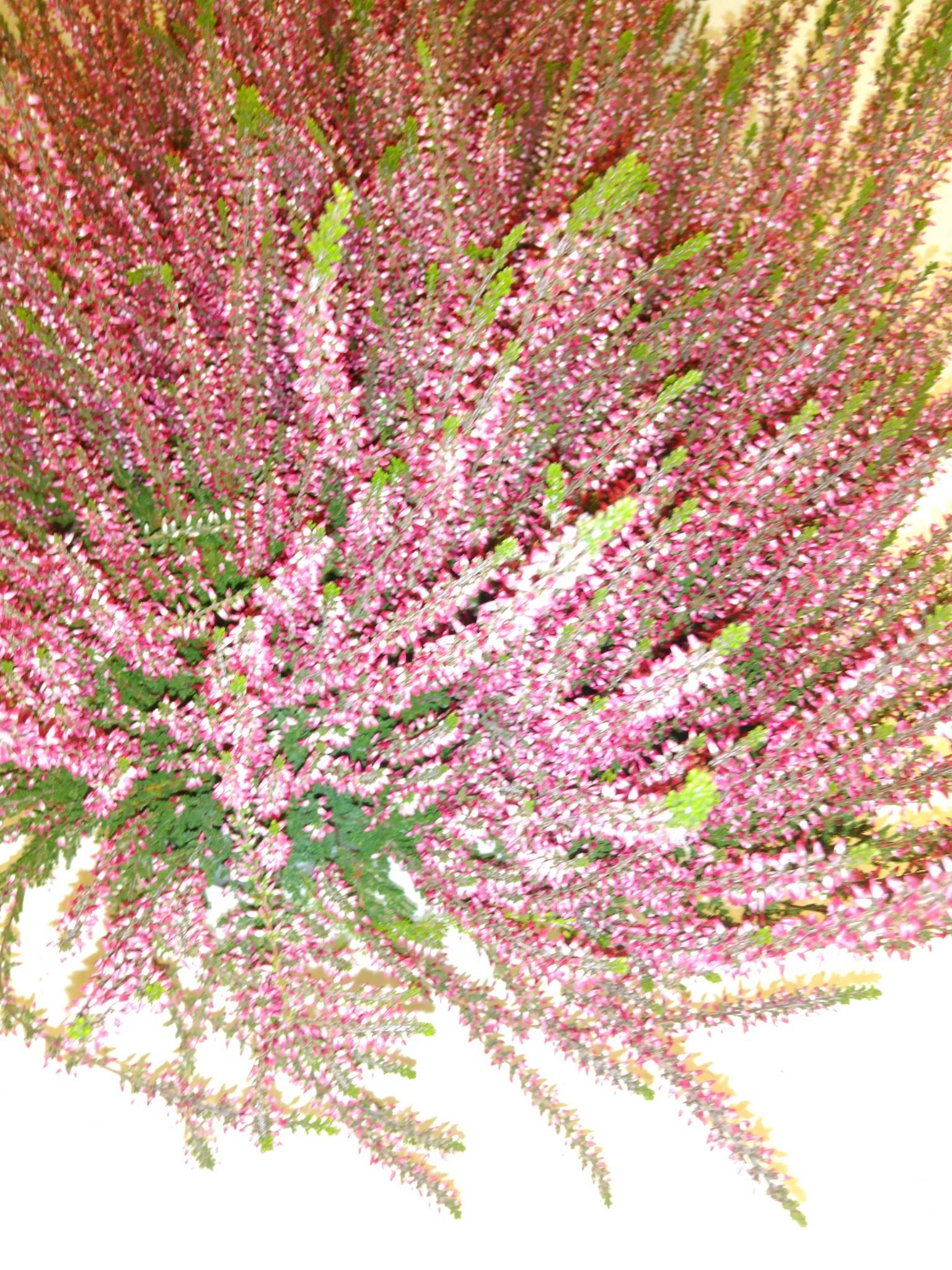 Calluna vulgaris Beauty Ladies Saskia