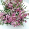 Erica verticillata